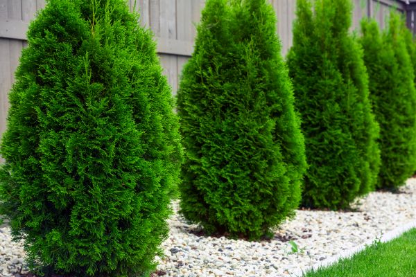 Arborvitae Planting in Norwalk