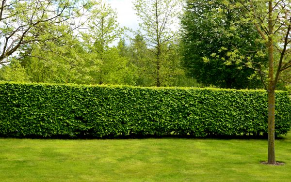Hedge Planting in Norwalk