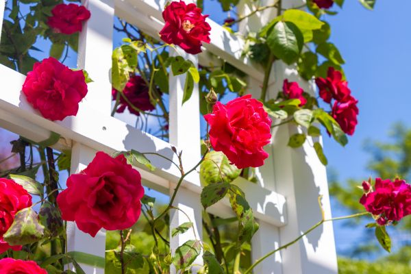 Home Gardening Service in Norwalk