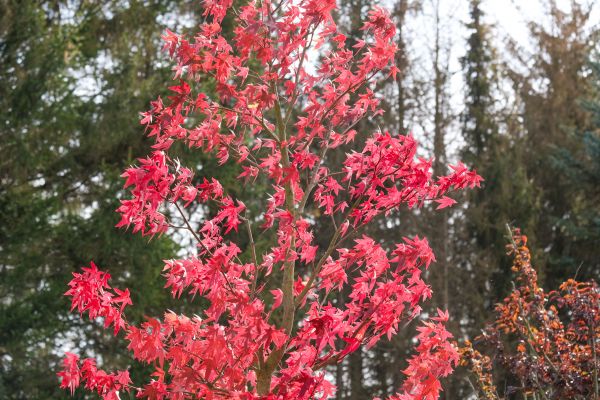 Japanese Maple Planting in Norwalk