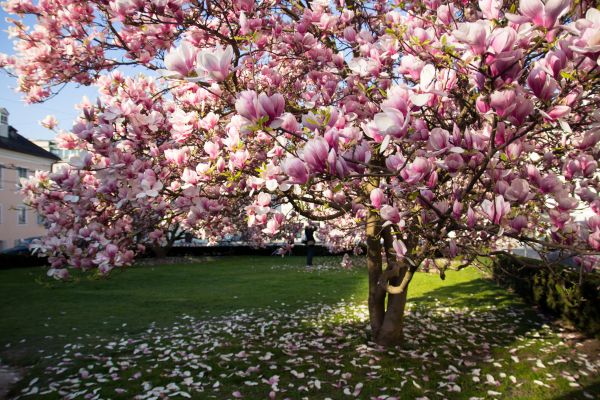Magnolia Tree Planting in Norwalk