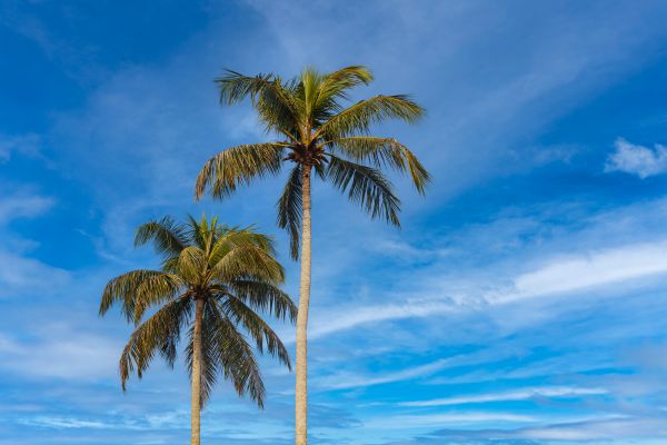 Palm Tree Planting in Norwalk