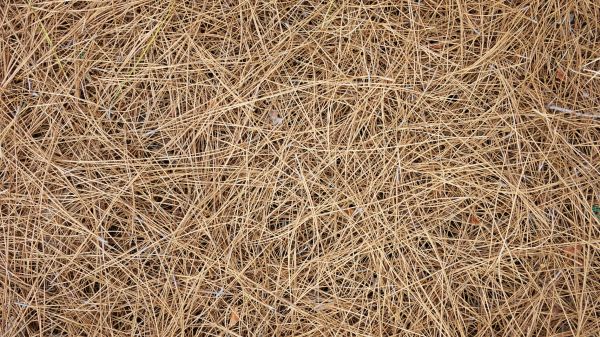 Pine Needles Delivery in Norwalk