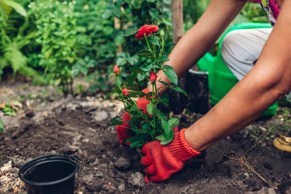 Planting Service in Norwalk