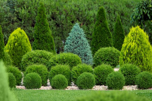 Shrub Installation in Norwalk