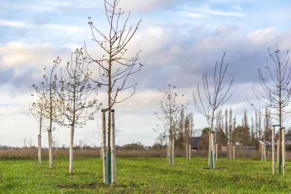 Tree Installation Service in Norwalk