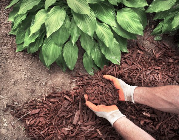 Shredded Mulch Service in Norwalk