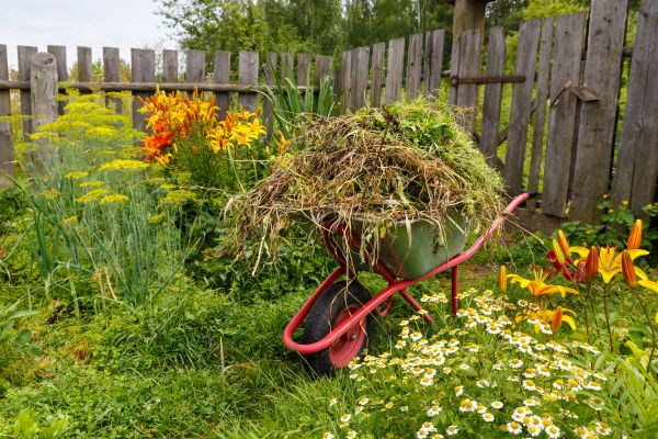 Garden Cleanup Service in Norwalk