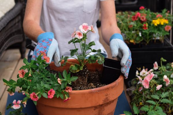 Plant Care Service in Norwalk