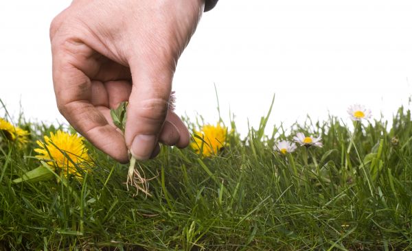 Lawn Weeding in Norwalk