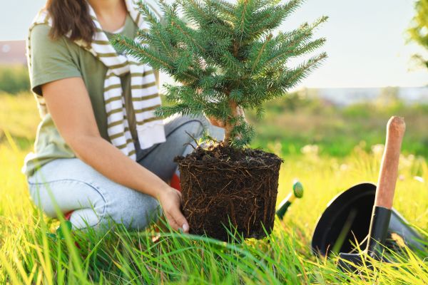 Spruce Tree Planting in Norwalk