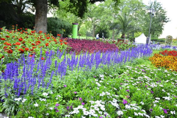 Perennials Planting in Norwalk