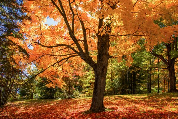 Maple Tree Planting in Norwalk