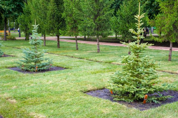 Privacy Trees Planting in Norwalk