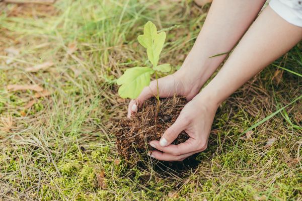 Oak Tree Planting in Norwalk