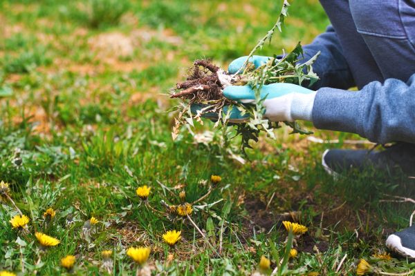 Flower Bed Clearing in Norwalk