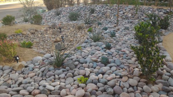 Yard Xeriscaping in Norwalk