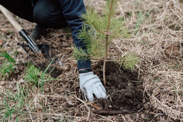 Pine Tree Planting in Norwalk