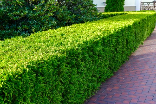 Hedge Installation in Norwalk