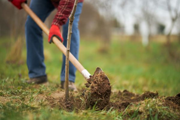 Trees Planting in Norwalk