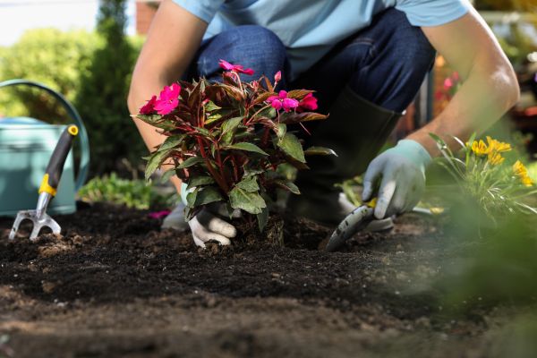 Plant Replacement in Norwalk