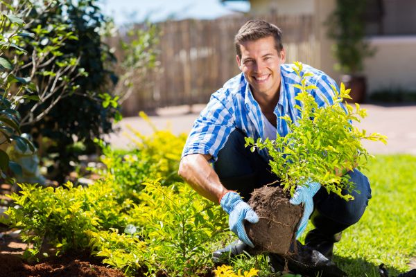 Shrub Landscaping in Norwalk