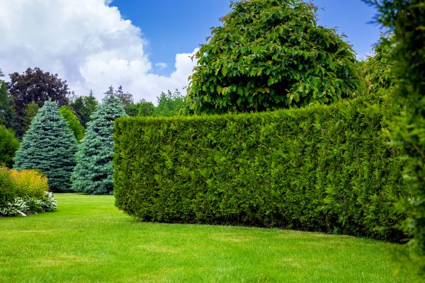 Hedge Landscaping in Norwalk