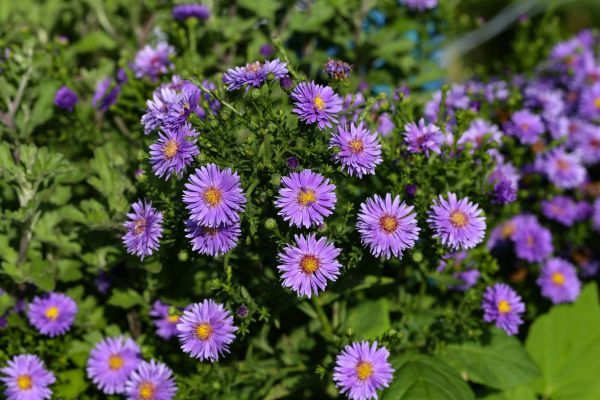 Perennial Flower Planting in Norwalk