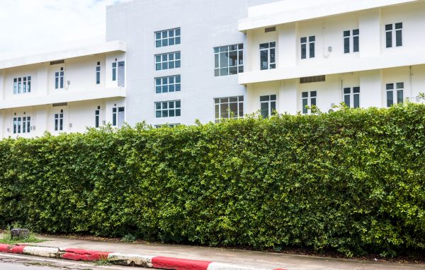 Privacy Landscaping in Norwalk