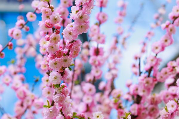Japanese Cherry Tree Planting in Norwalk