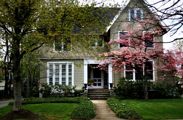 Ornamental Tree Planting in Norwalk