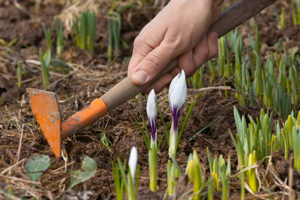 Flower Garden Weeding in Norwalk