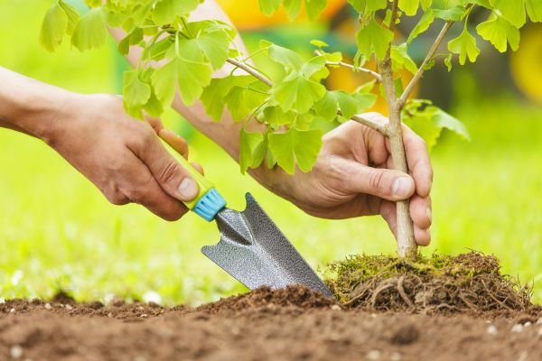 Fruit Tree Planting in Norwalk