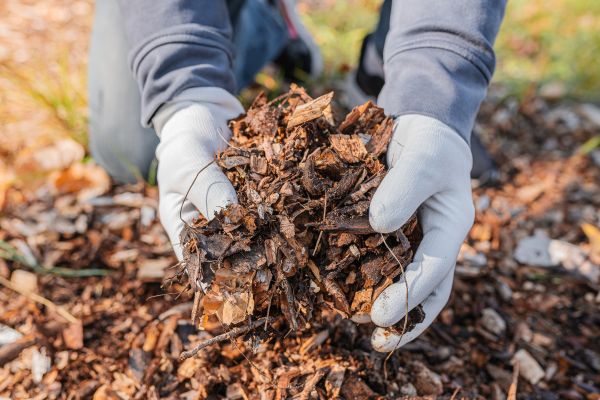 Shredded Mulch Installation in Norwalk