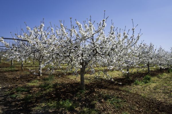 Orchard Planting in Norwalk