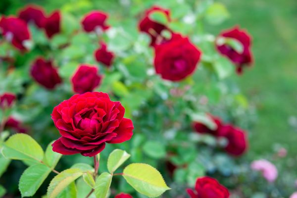 Rose Planting in Norwalk