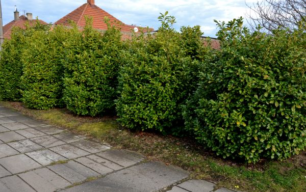 Privacy Shrub Installation in Norwalk