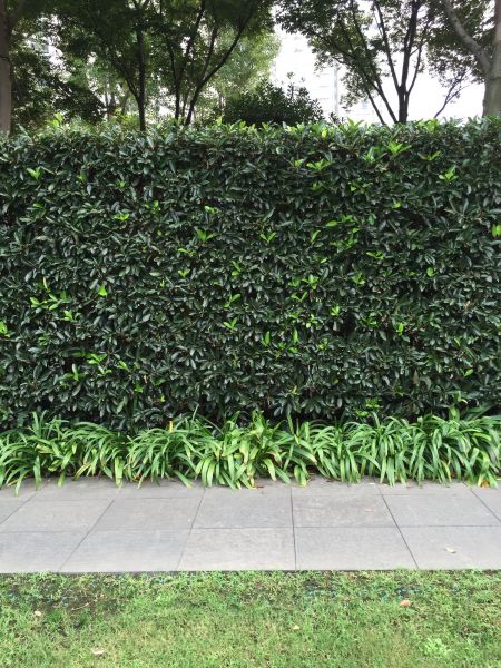 Privacy Shrub Planting in Norwalk