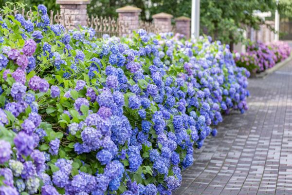 Hydrangea Landscaping in Norwalk