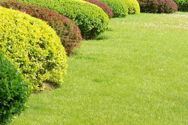 Shrubbery Planting in Norwalk