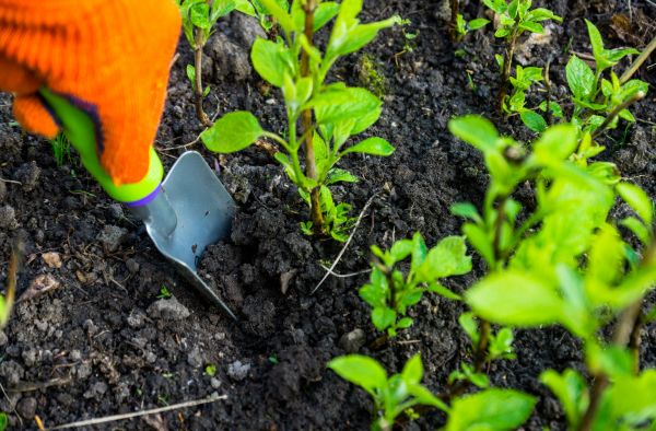Hydrangea Planting in Norwalk