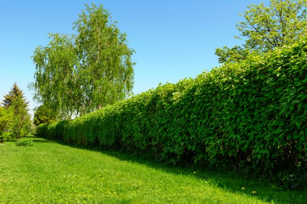 Hedge Replacement in Norwalk
