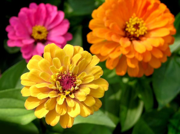 Zinnia Planting in Norwalk