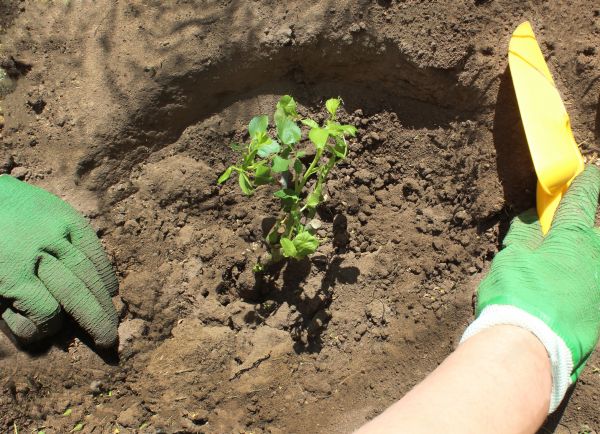 Rose Bush Planting in Norwalk