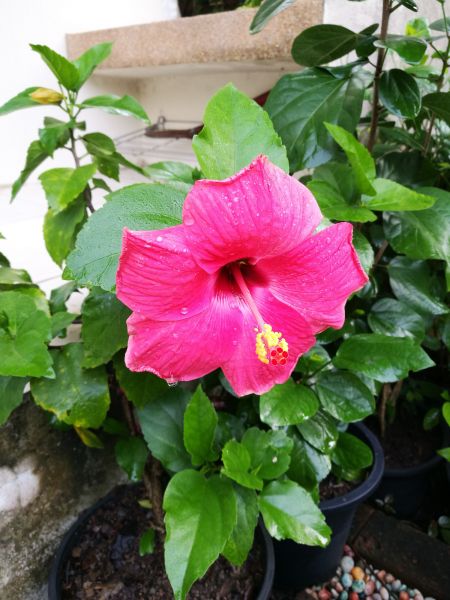 Hibiscus Planting in Norwalk