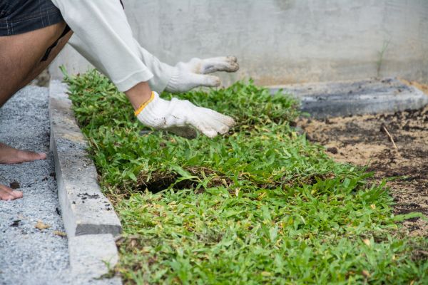 Ground Cover Planting in Norwalk