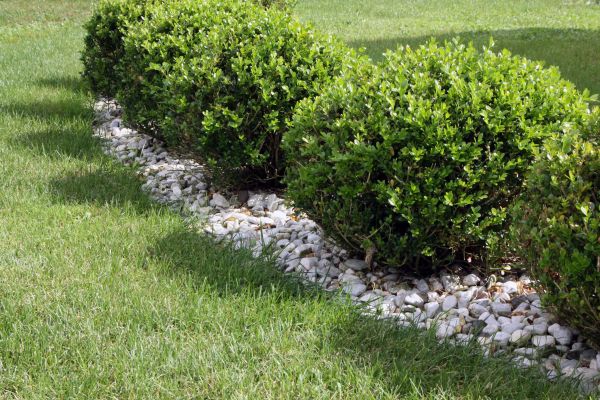 Boxwood Planting in Norwalk