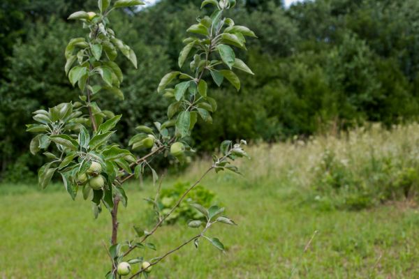 Apple Tree Planting in Norwalk