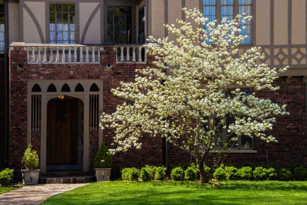Dogwood Tree Planting in Norwalk