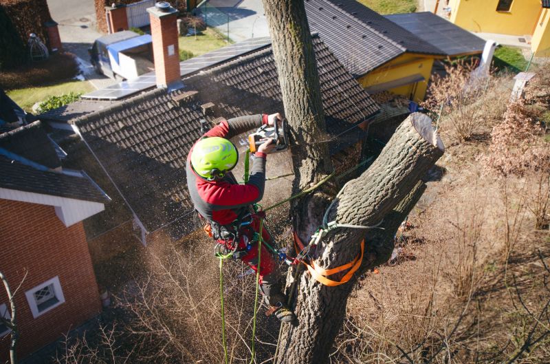 Arborist Pruning